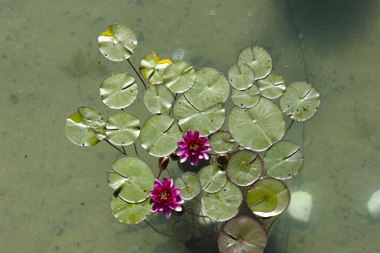 water-lily-flower-beautiful-pink-lotus-flower-2025-01-10-04-15-31-utc