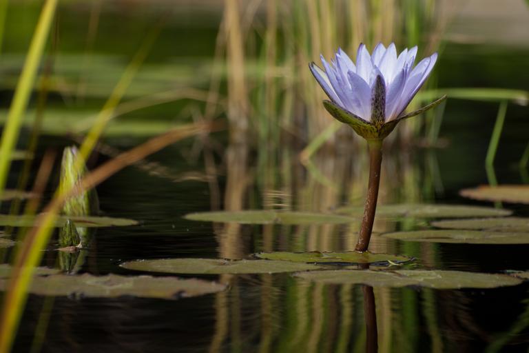 water-lily-in-the-pond-2025-02-18-01-14-39-utc