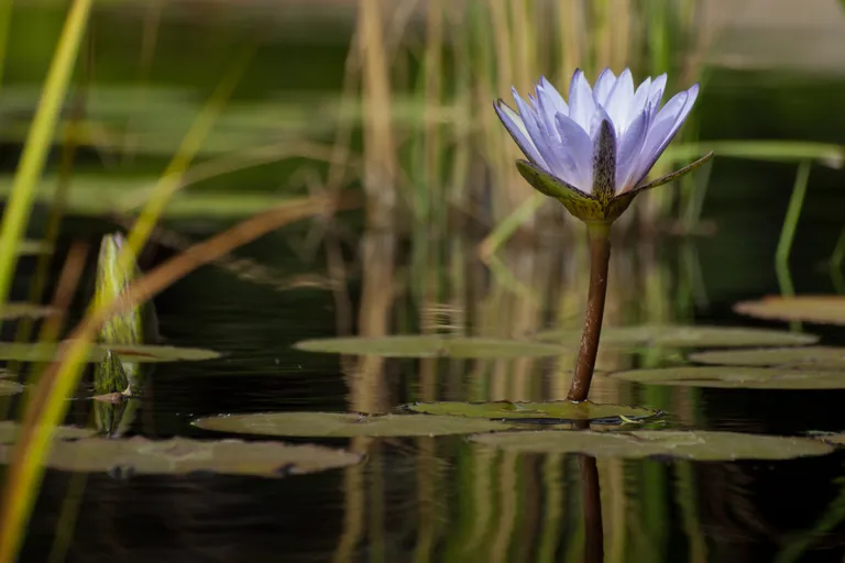 water-lily-in-the-pond-2025-02-18-01-14-39-utc