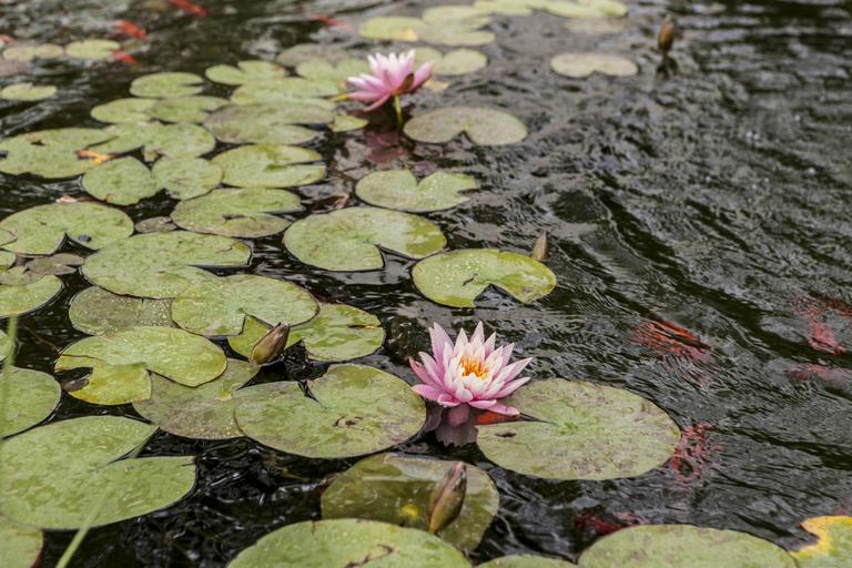 water-lily-lake-2024-09-16-15-00-46-utc