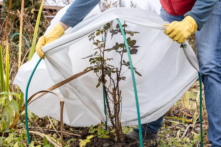 winter-protection-for-garden-winter-shelter-for-g-2025-02-18-01-48-29-utc